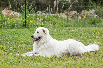 White Swiss Shepherd