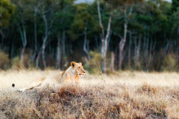 Lioness After a Hunt