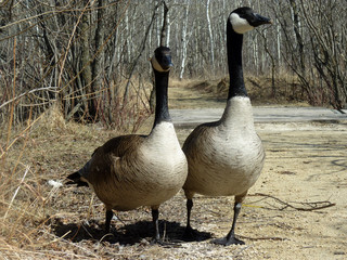 Fototapeta premium Pair of Canada Geese Walking Down a Path