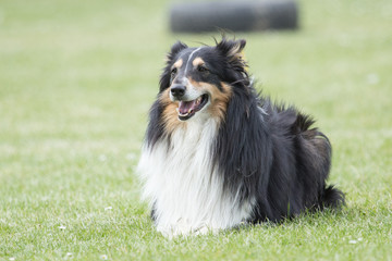 Sheltie