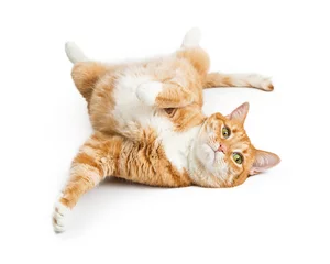 Crédence de cuisine en verre imprimé Chat Playful Orange Tabby Cat on White