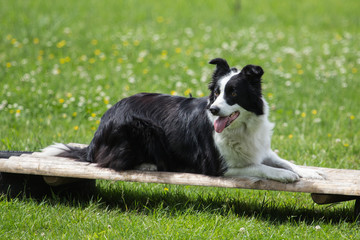 border collie