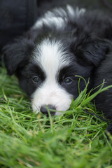 Fototapeta premium border collie