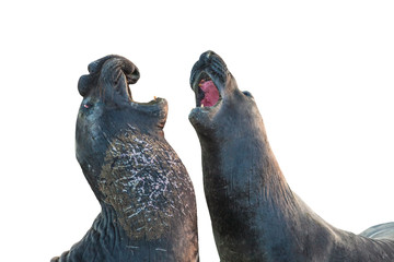 Fototapeta premium Two male Californian elephant seal, northern elephant seal, Cystophora proboscidea, fighting at Big Sur in Point Piedras Blancas, San Simeon, California, United States. isolated on white background.