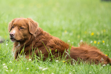 Golden retrieves