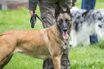 malinois