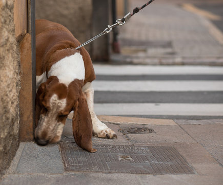 C&atilde;o Basset Hound o detetive rastreador