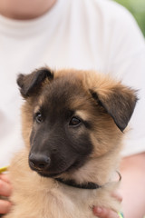 malinois
