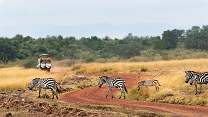 Safari Drive With Zebra in Africa