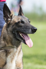 malinois