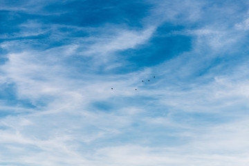 Fototapeta premium Pássaros voando no céu azul