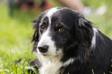 border collie