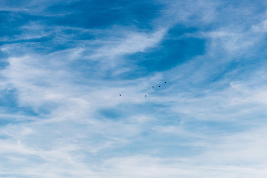 P&aacute;ssaros voando no c&eacute;u azul