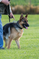 German shepherd