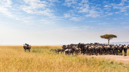 Fototapeta na wymiar Two Wildebeest Standing Out From Crowd