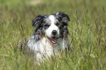 border collie