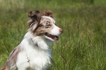 border collie