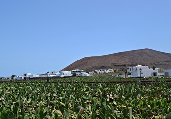 Lanzarote Guatiza Jardín de Cactus © Marta