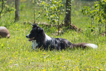 Fototapeta premium border collie