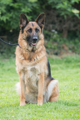 German shepherd