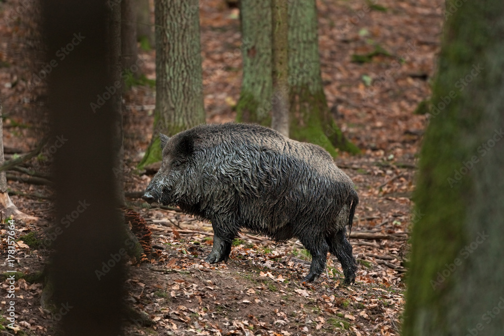 Wall mural wild boar, sus scrofa, czech republic