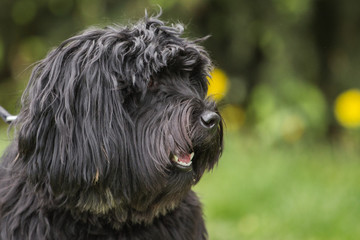 Bouvier