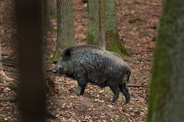wild boar, sus scrofa, Czech republic