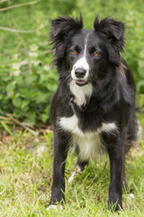 Fototapeta premium border collie