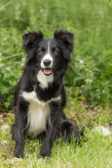 border collie