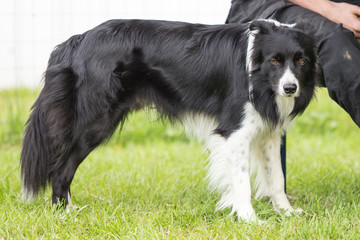 border collie