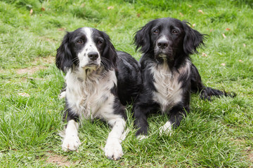 border collie