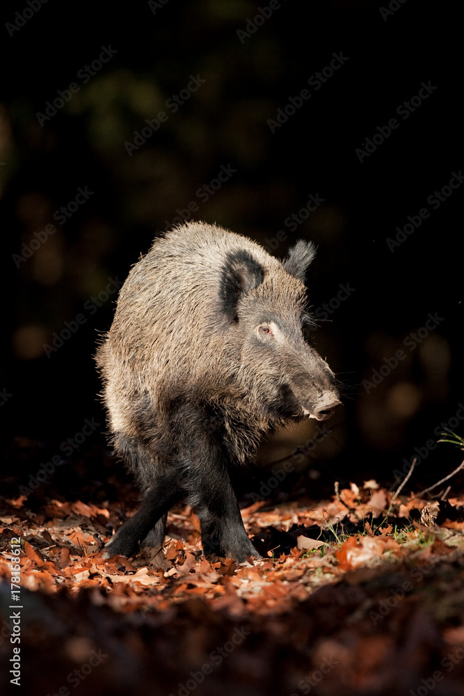 Wall mural wild boar, sus scrofa, czech republic
