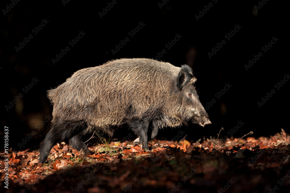 Sticker wild boar, sus scrofa, czech republic