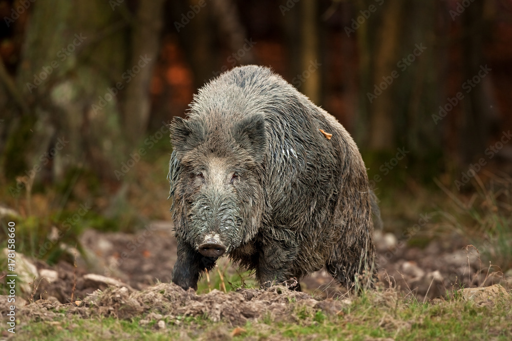 Wall mural wild boar, sus scrofa, czech republic