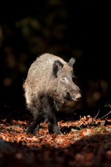 wild boar, sus scrofa, Czech republic