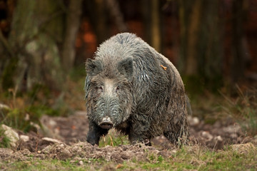 Fototapeta na wymiar wild boar, sus scrofa, Czech republic