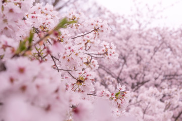 Fototapeta premium 桜