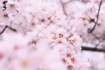 Naklejka premium 桜