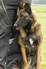 tervuren