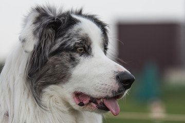 border collie