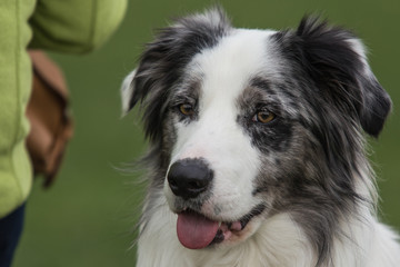 border collie