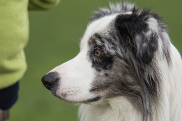 border collie