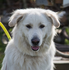 White Swiss Shepherd