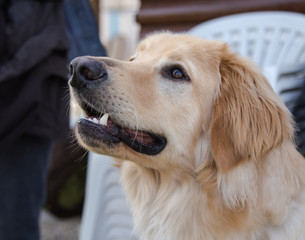 golden retrievers 