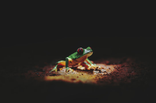 Portrait of a adorable Red-Eyed Tree Frog (Agalychnis callidryas) on the stage