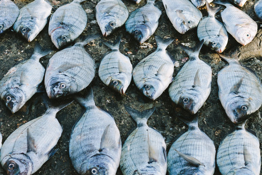 bunch of gilthead seabreams