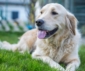 golden retrievers 