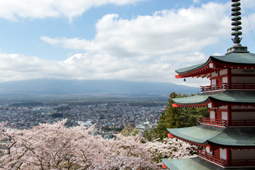 Chureito pagoda and cherry blossom as foreground and mount fuji as background, travel destination in japan
