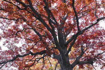 Bon Echo Ontario Landscape Fall Autumn Background Hiking