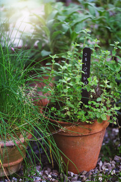 Vegetable garden: oregano growing in clay pot with its name written on blackboard tag